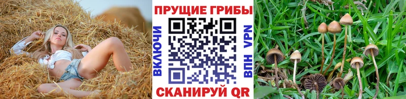 Галлюциногенные грибы MAGIC MUSHROOMS ОМГ ОМГ ССЫЛКА Заволжск купить закладку